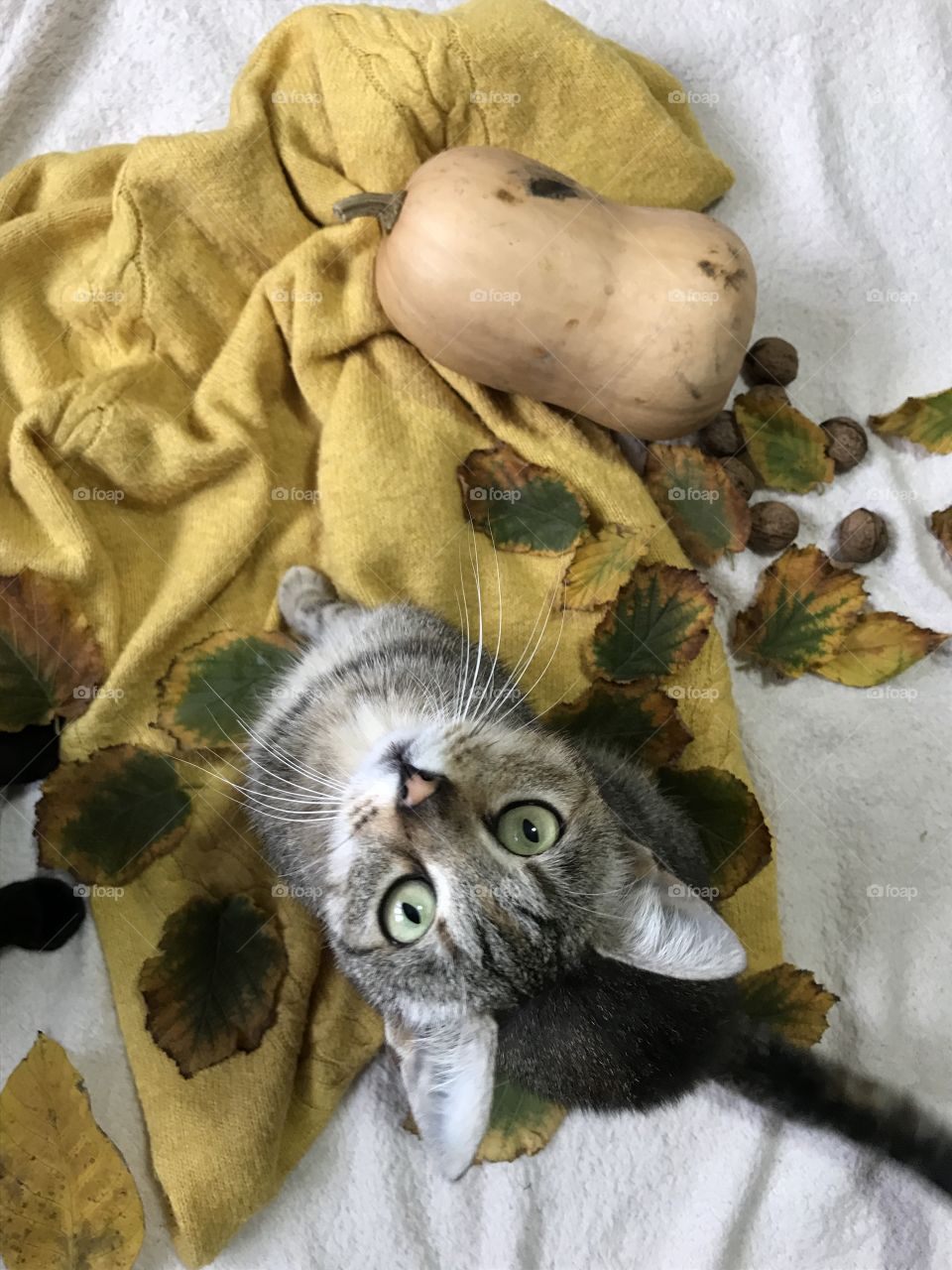 A gray cat in the autumn season.