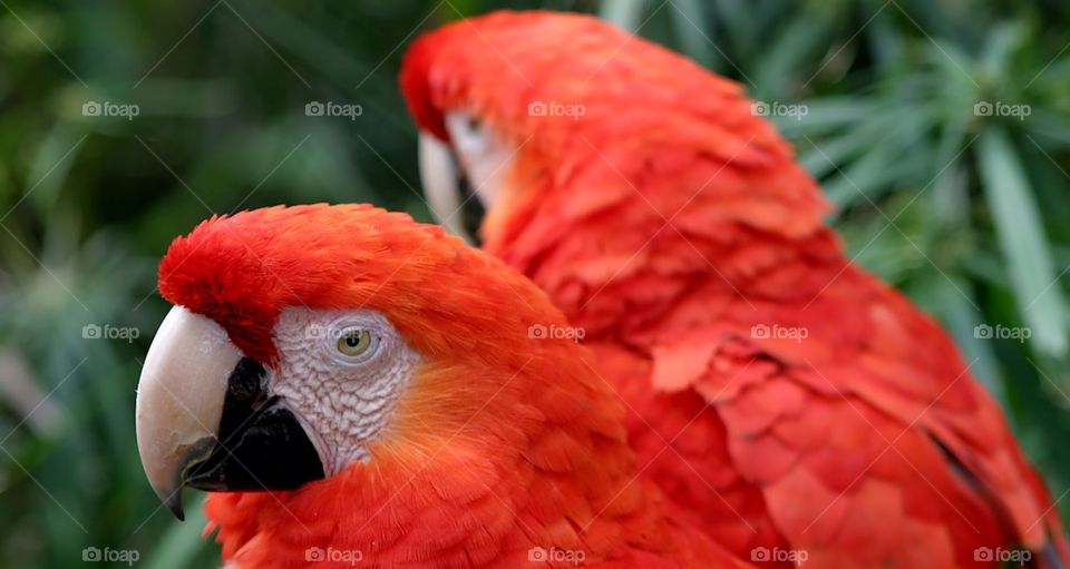 Scarlet Macaws