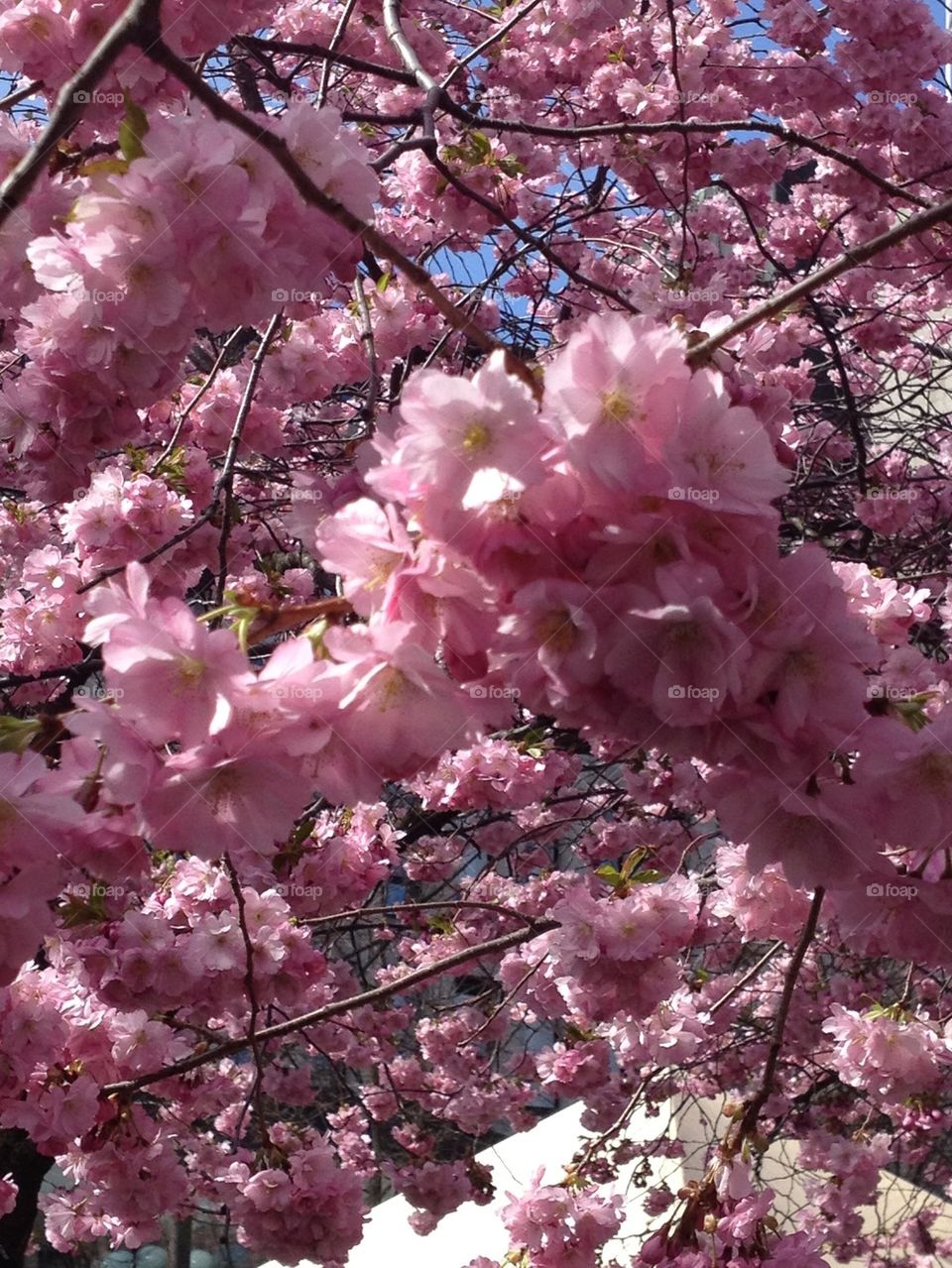 spring pink flower cherry by caritakoro