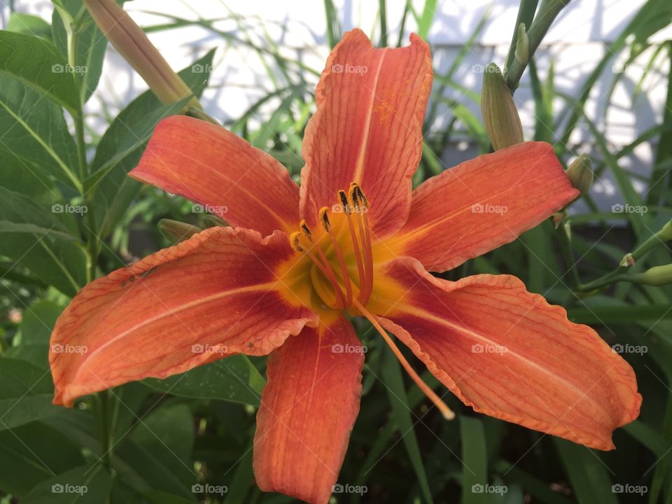 Wild Lily