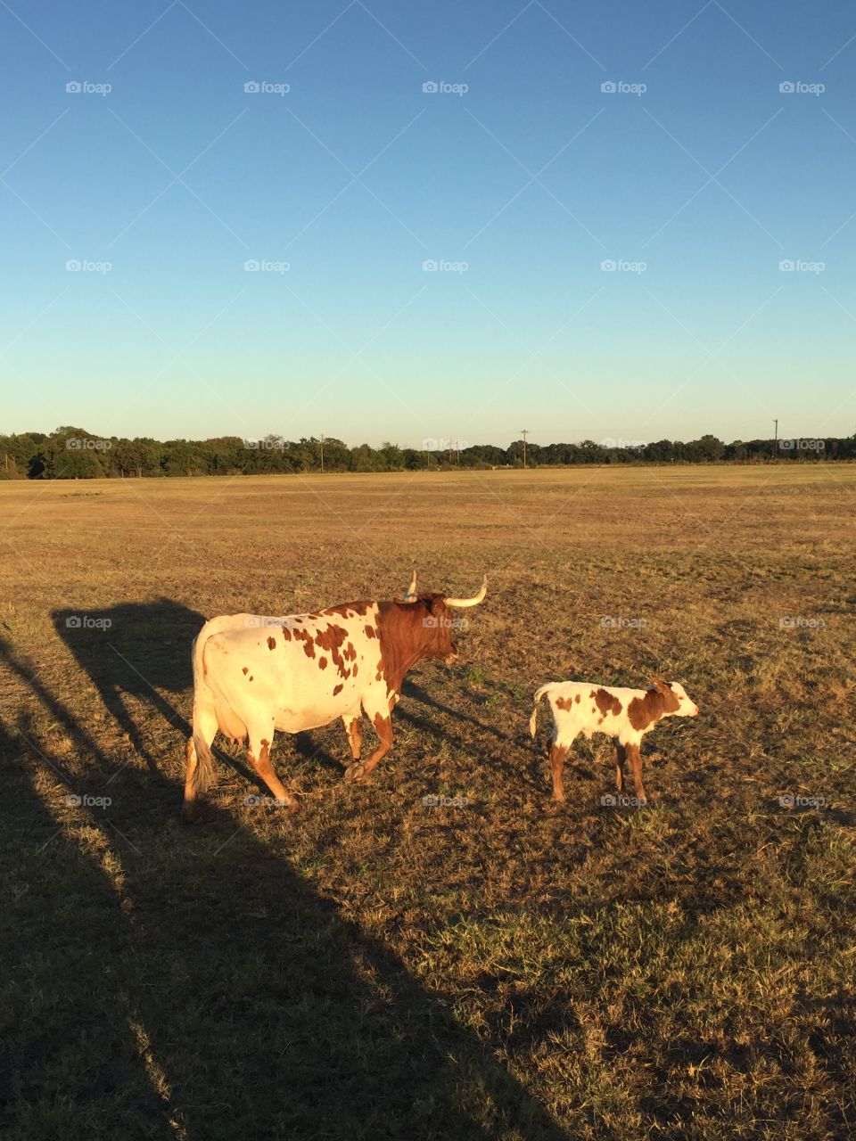 Longhorn & Baby Hazel