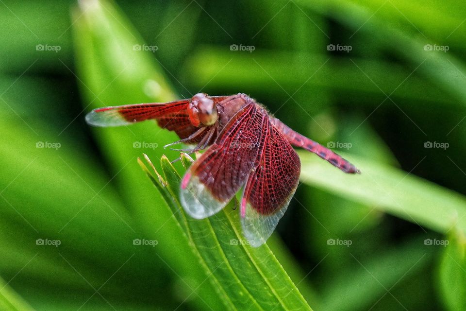 Red Grasshawk Dragonfly