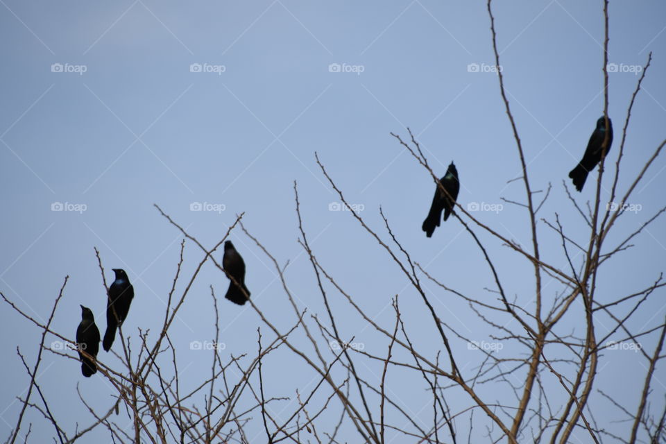 Birds on a tree