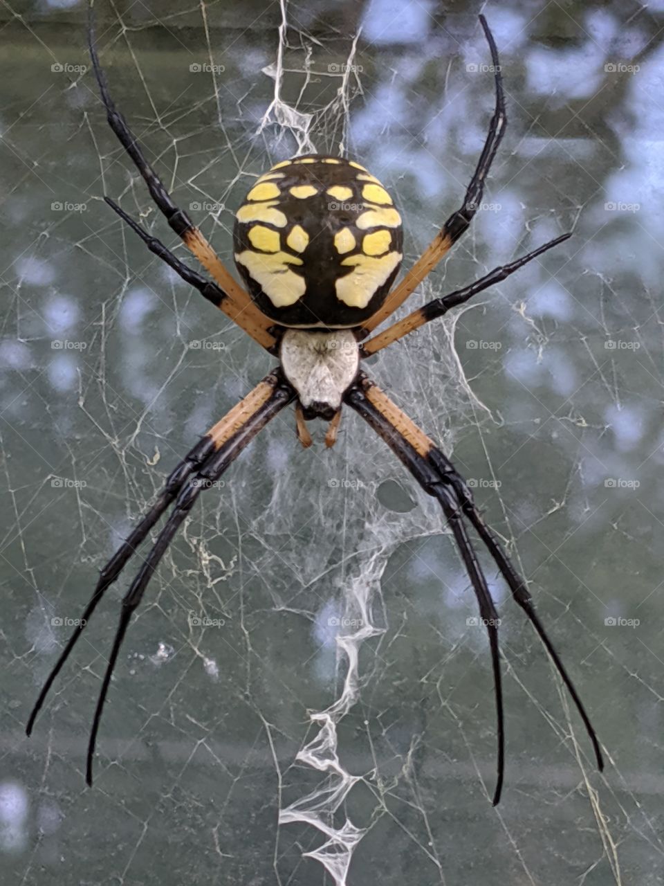 beautiful black and yellow orb Weaver spider in it's web