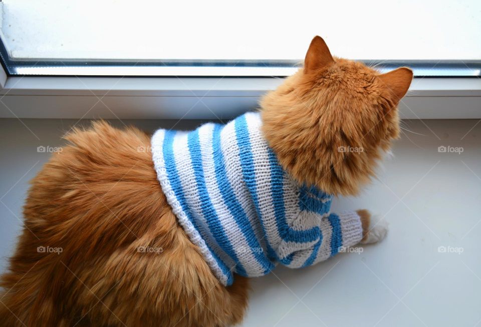 cat in sweater looking in window