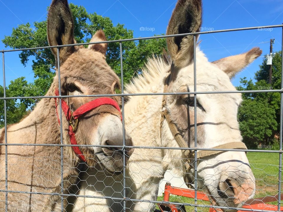 Close-up of donkey by fence