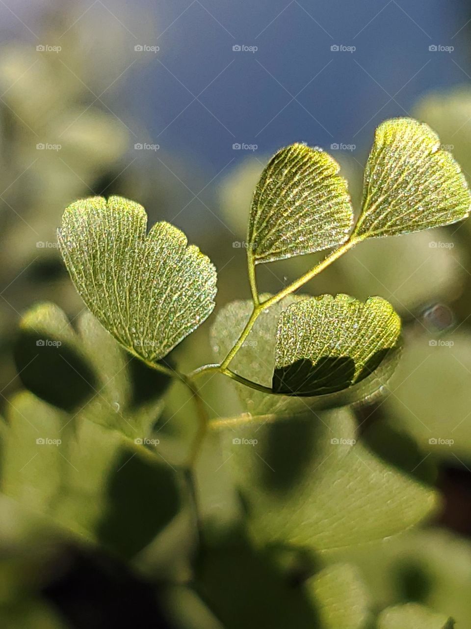 Closeup of fern foliage growing back in the Spring illuminated by sunlight.