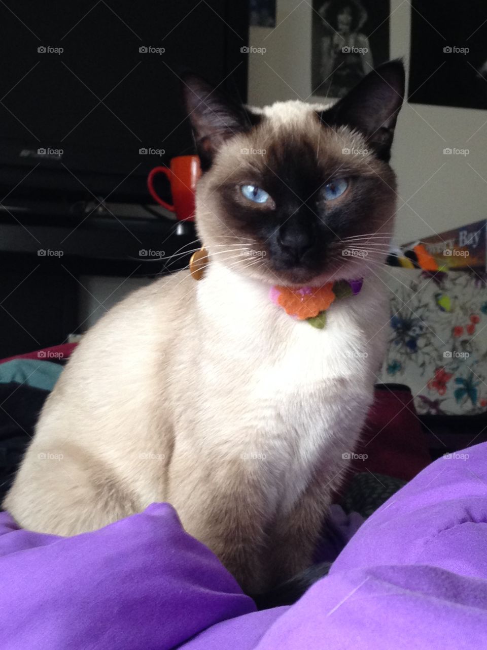 Diva. Lady the Siamese cat