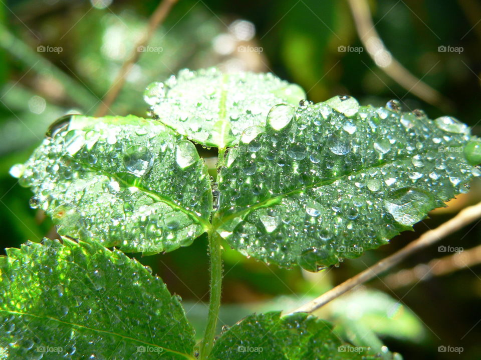 raindrops on leaf