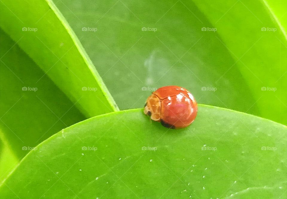 little ladybug.