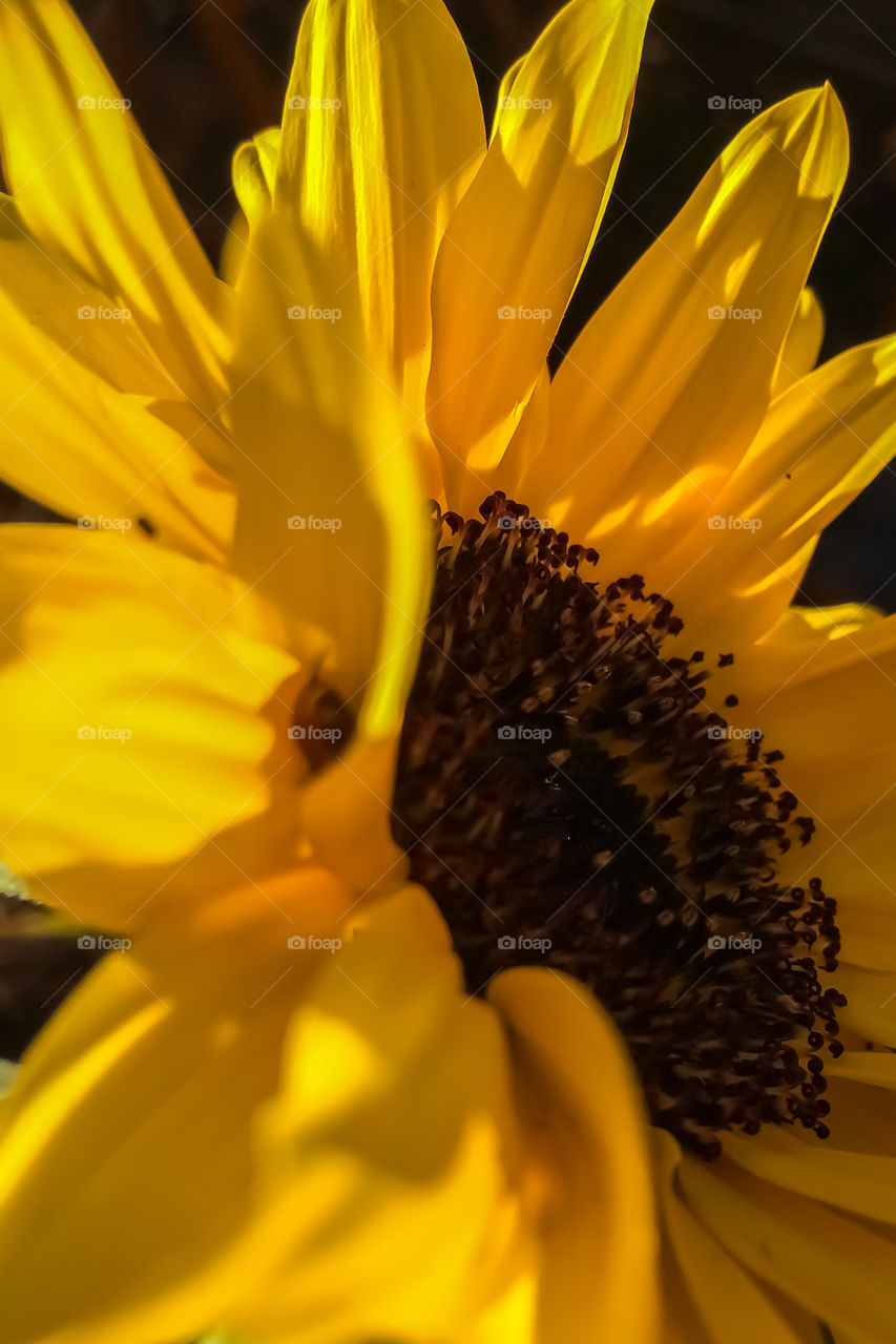 Sunflower Head Close-up