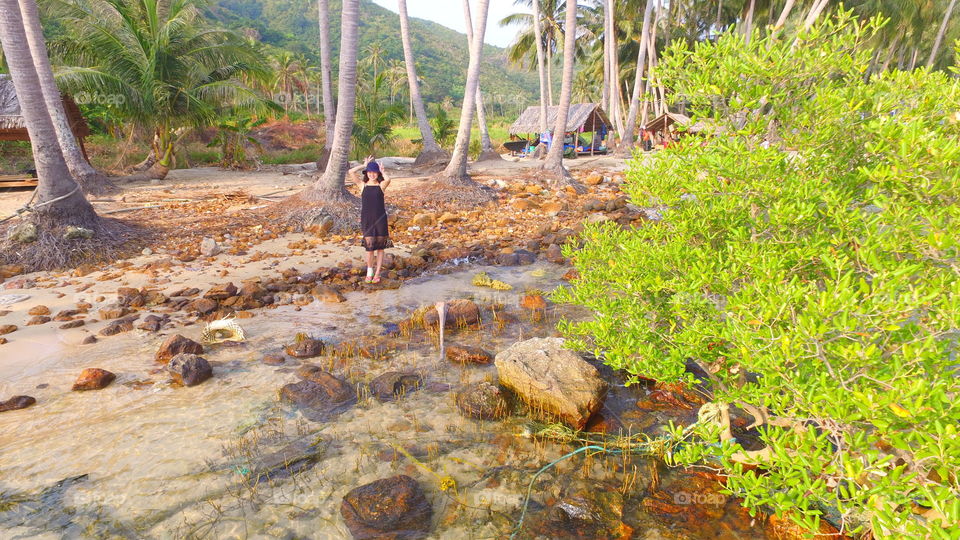 Nature, Water, Tropical, No Person, Tree