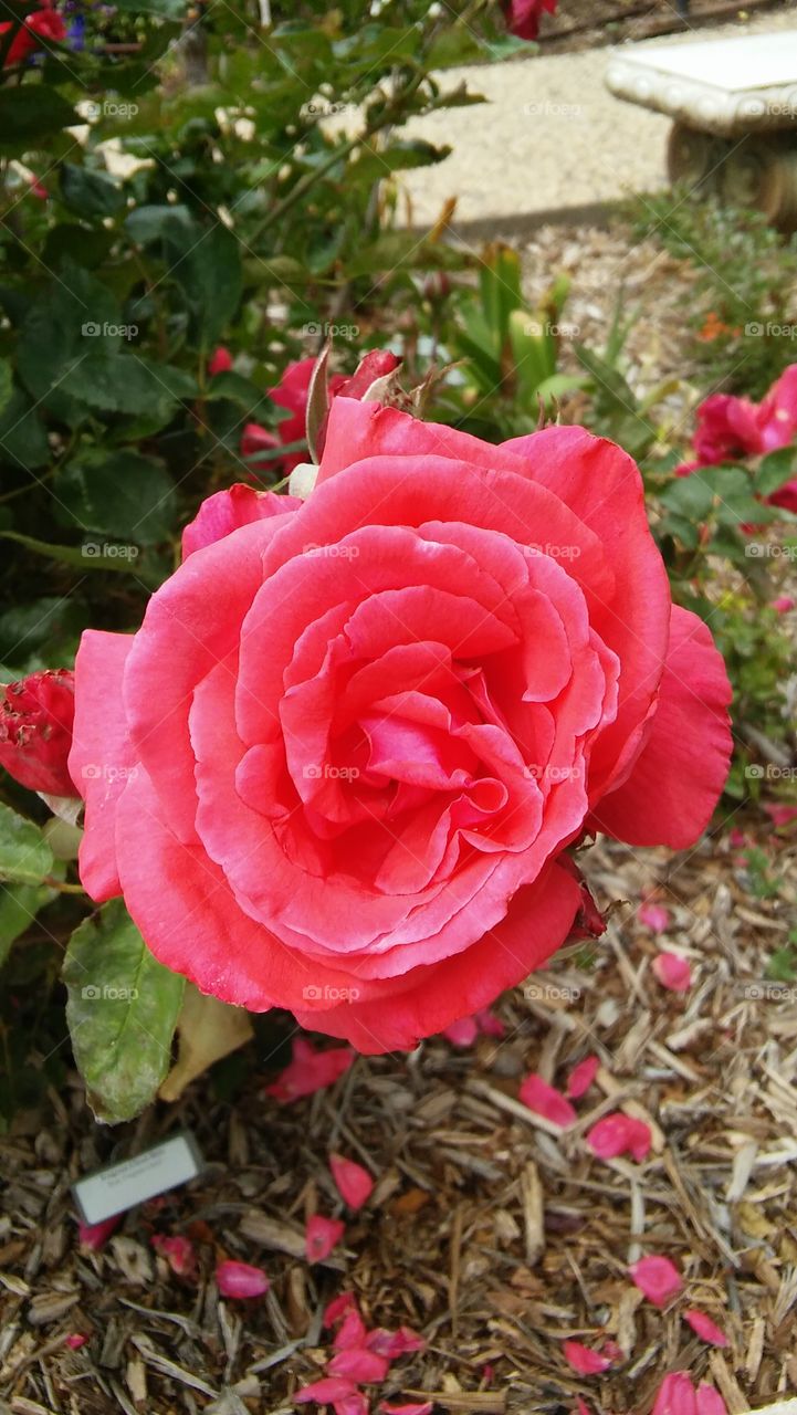 red oink rose bloom flower closeup garden nature