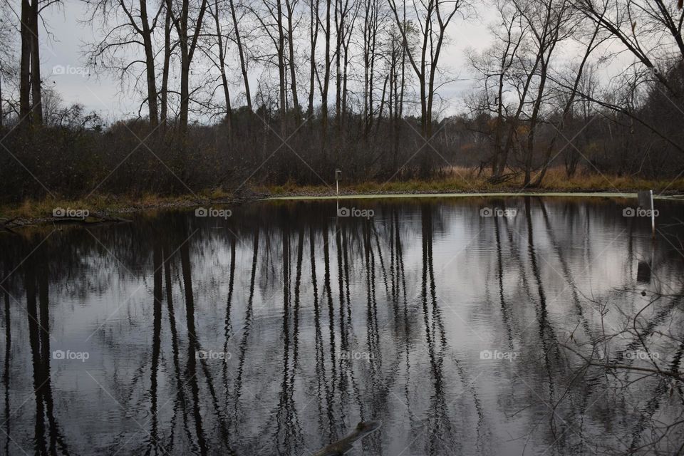 Trees reflect on a cool pond 