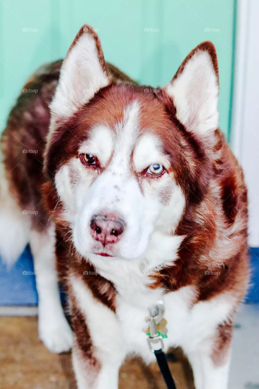 husky face
