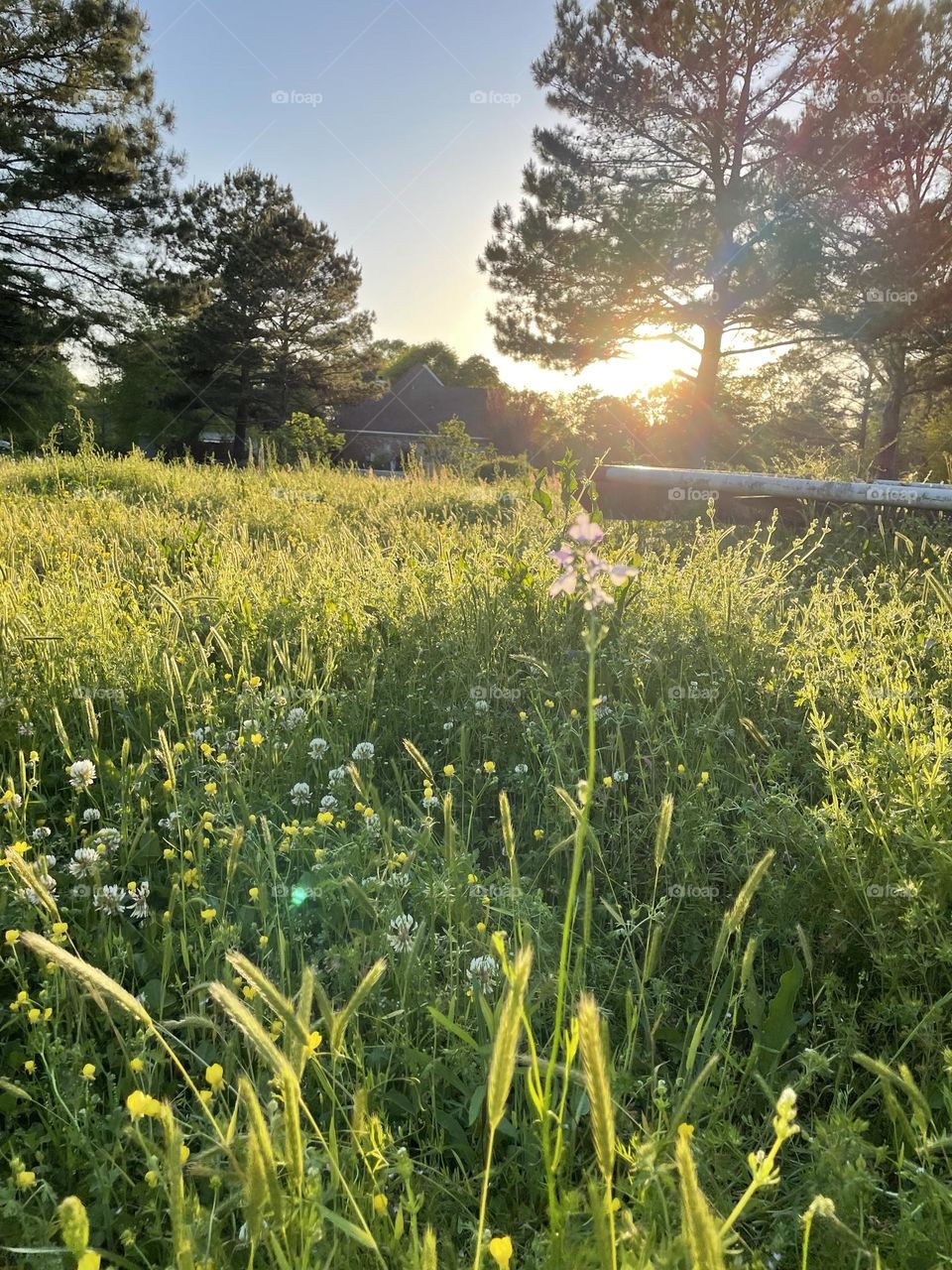 Blowing in the sunset. 