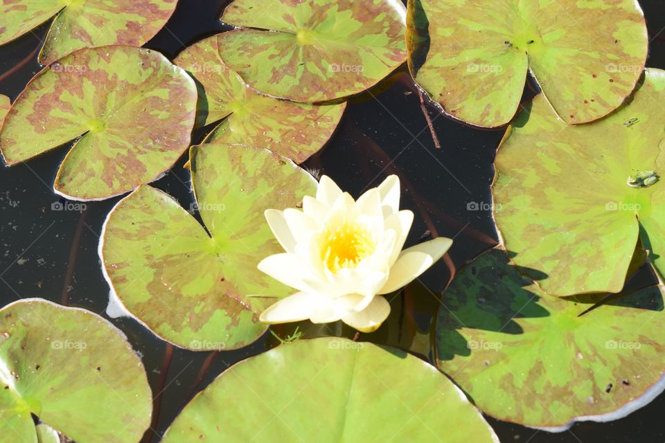 Lily pad in bloom