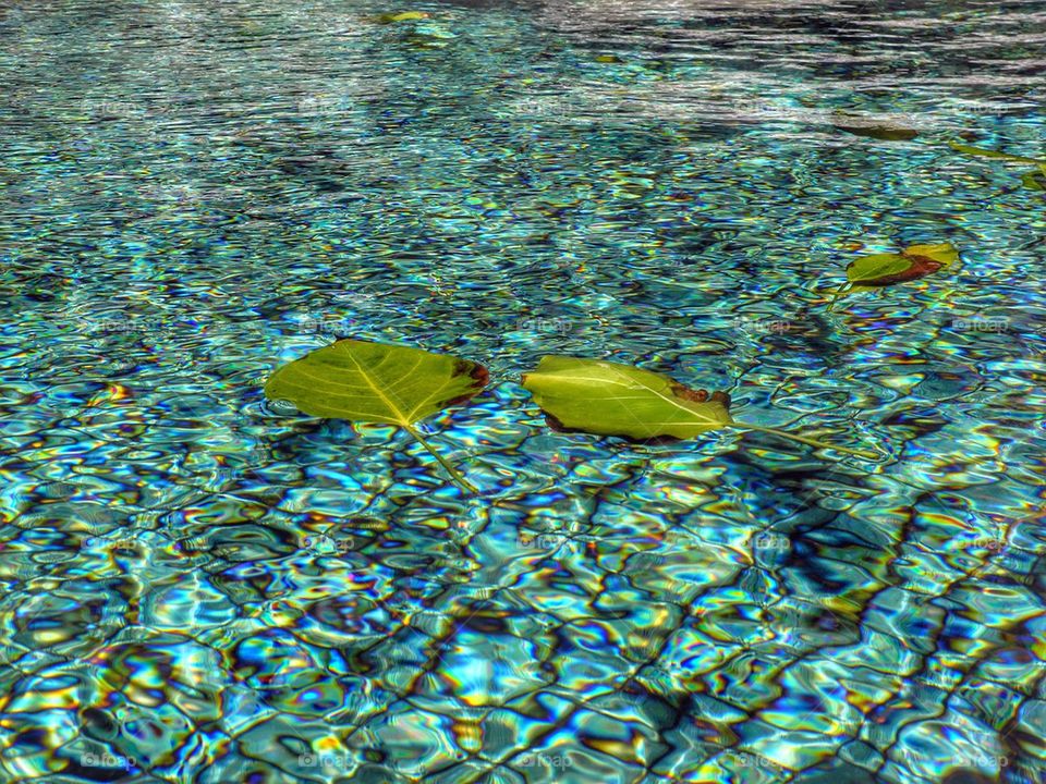 Leaves on water. 