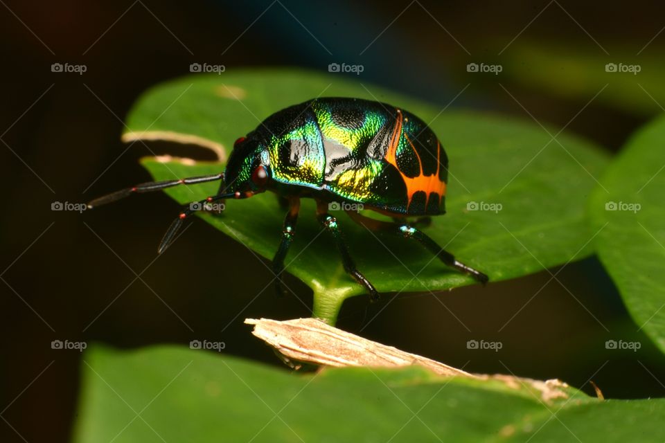 Beautiful insect