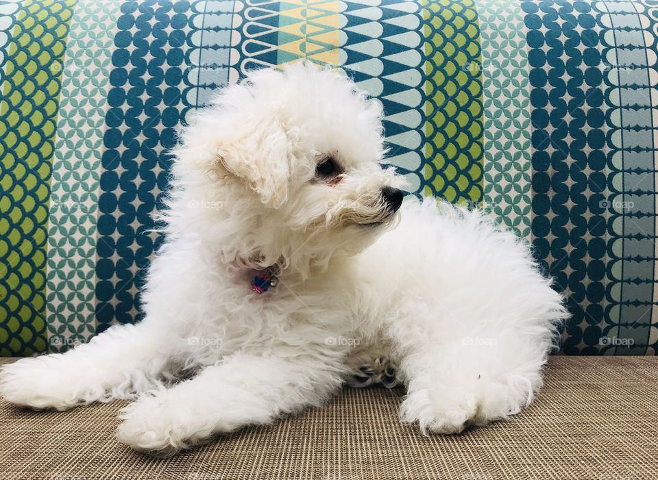 A white puppy dog with a side smile on its face lying on a zany patterned and textured sofa.