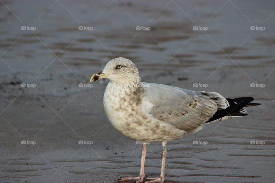A Seagull in Redcar beach 