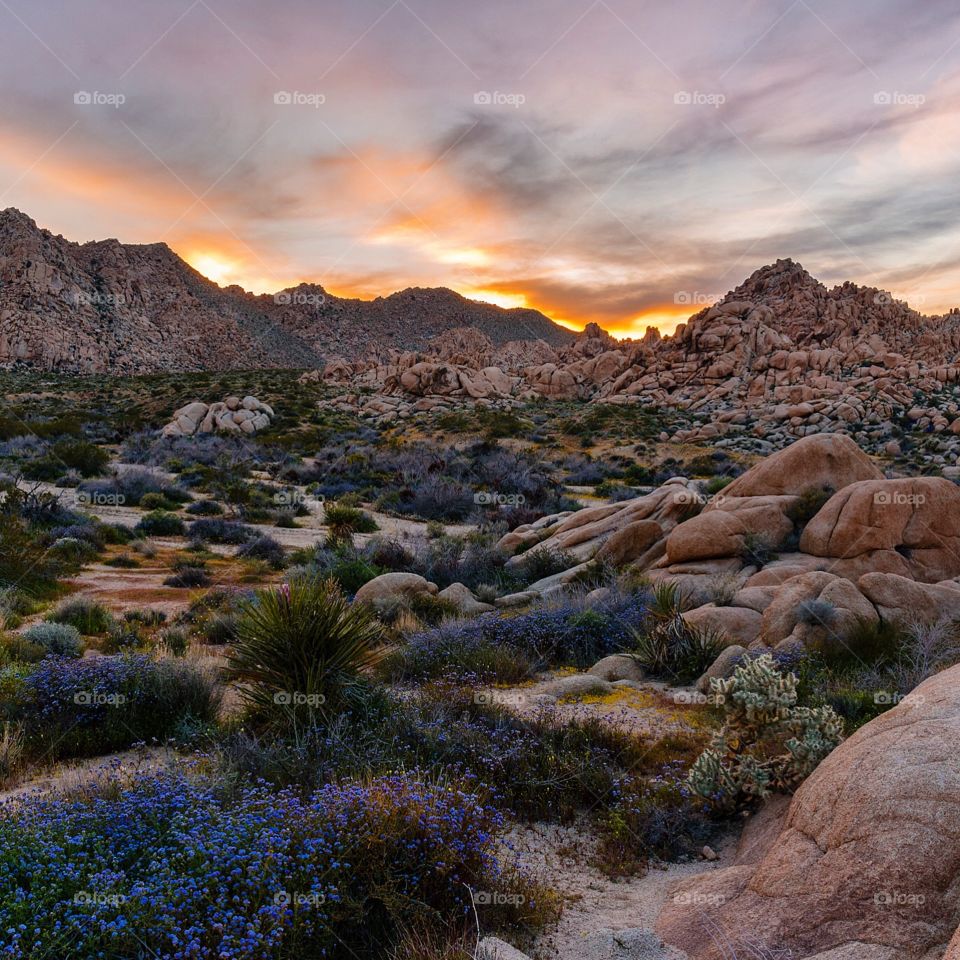 Wildflowers blooming at sunset in California’s rugged Joshua tree national park desert landscape 