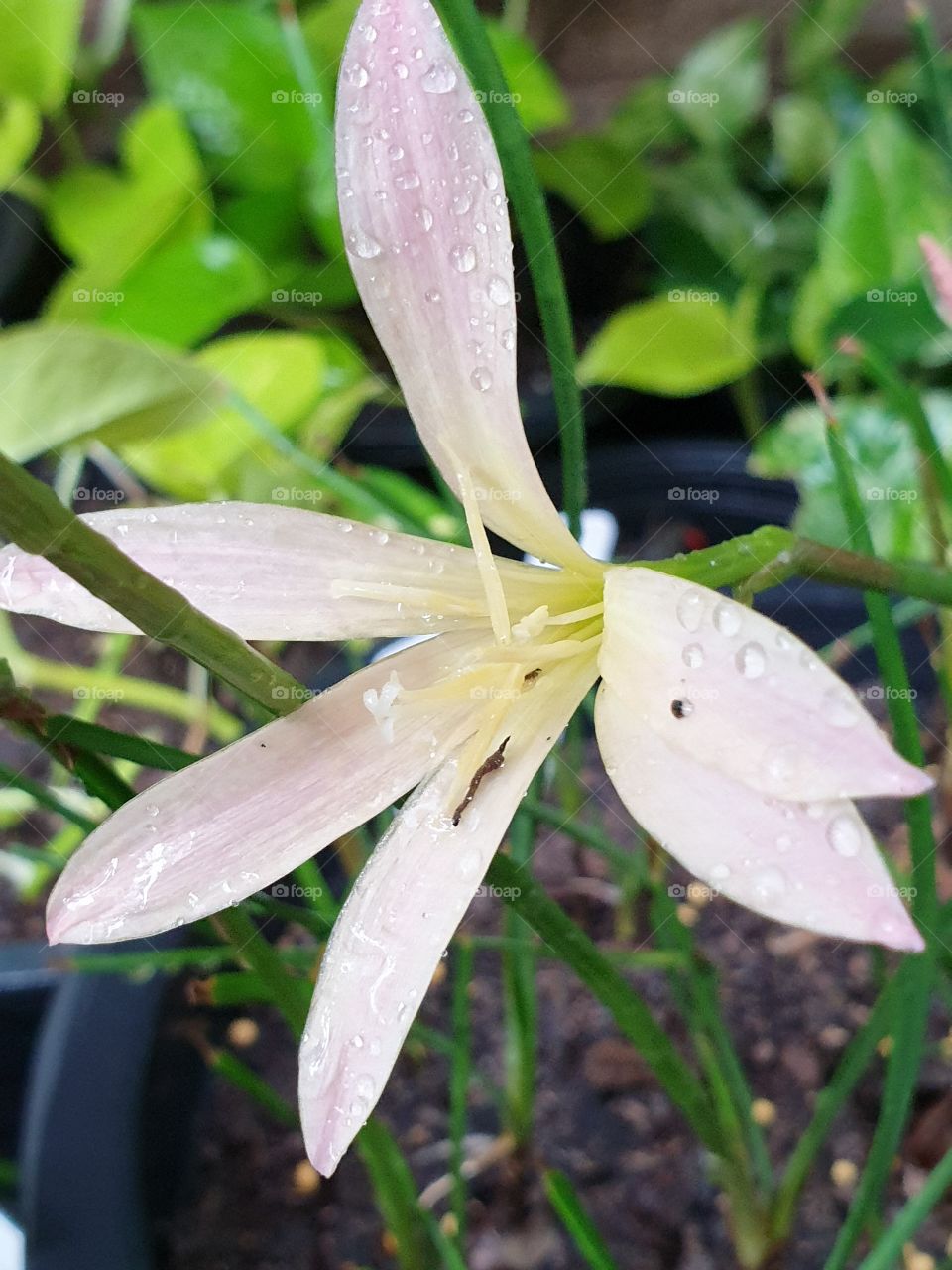 the beautiful rain lilly in Thailand