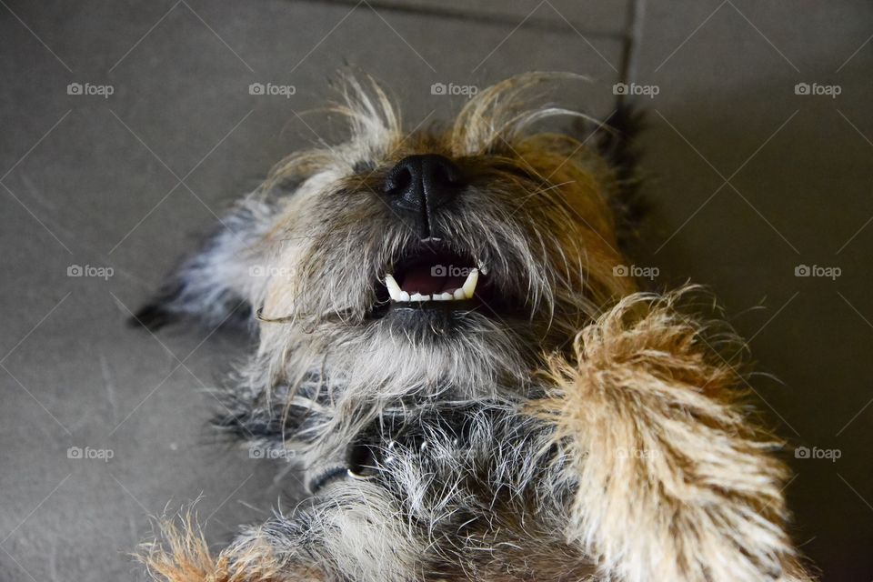 Border terrier