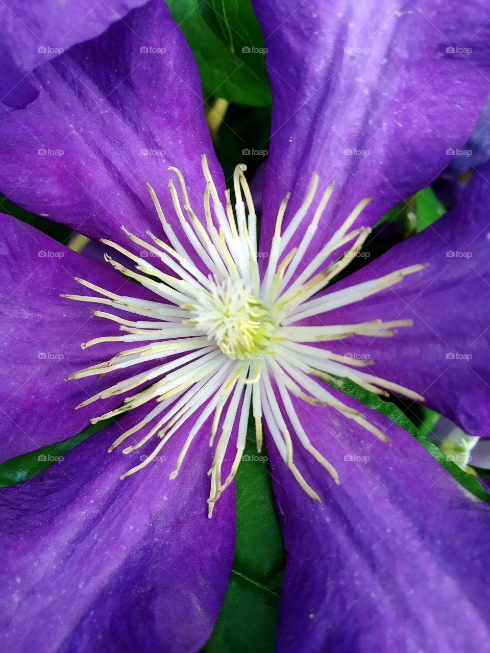 Clematis