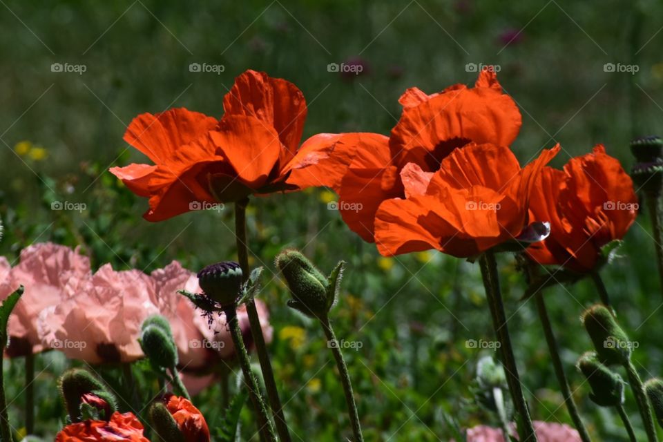 Red poppies