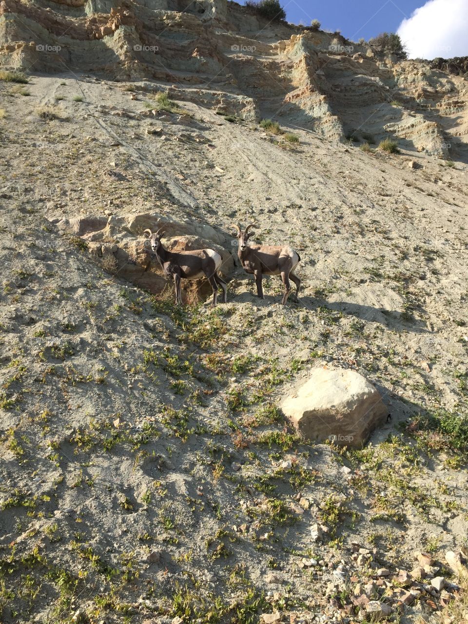 Mountain goats roadside. Saw these guys kicking minerals from rocks in CO