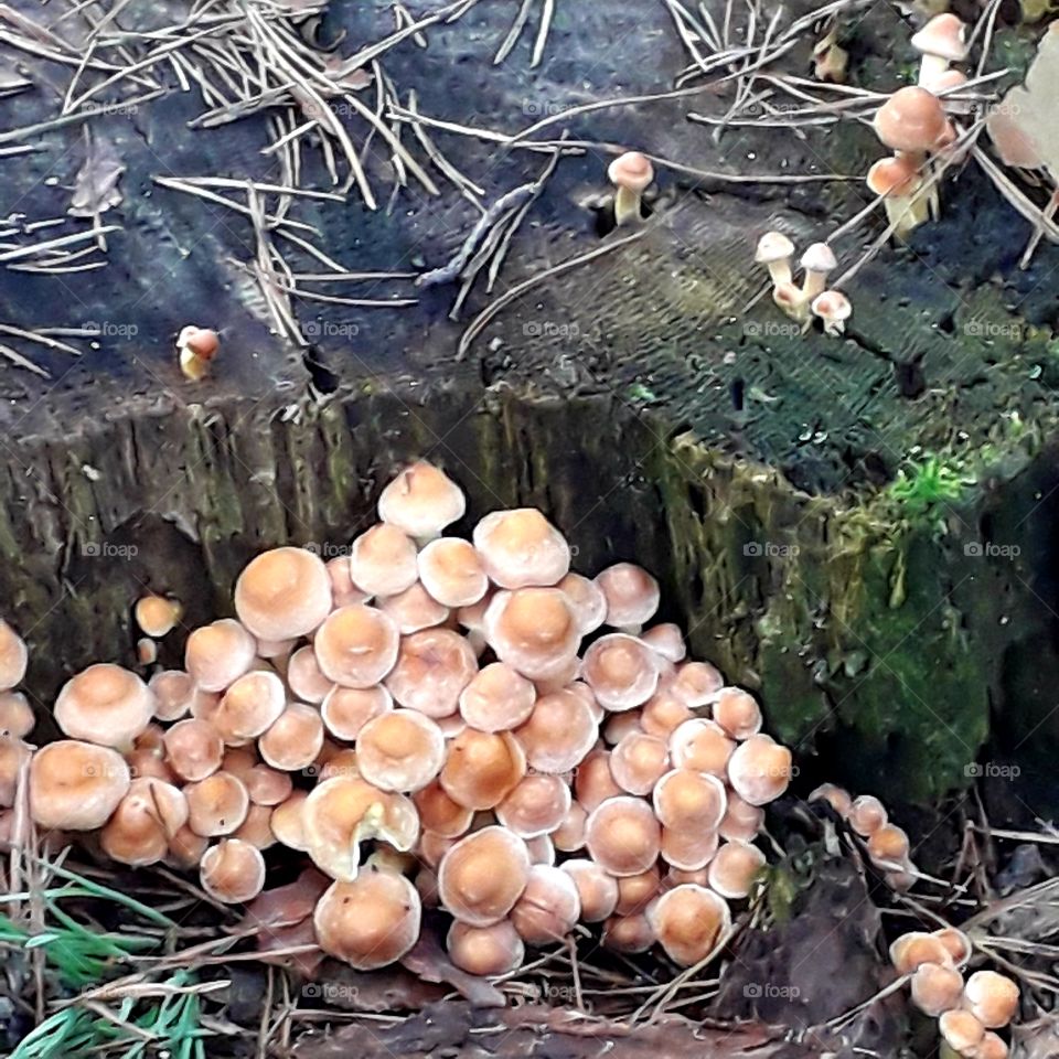 wild beige mushrooms by a cut stump of a tree