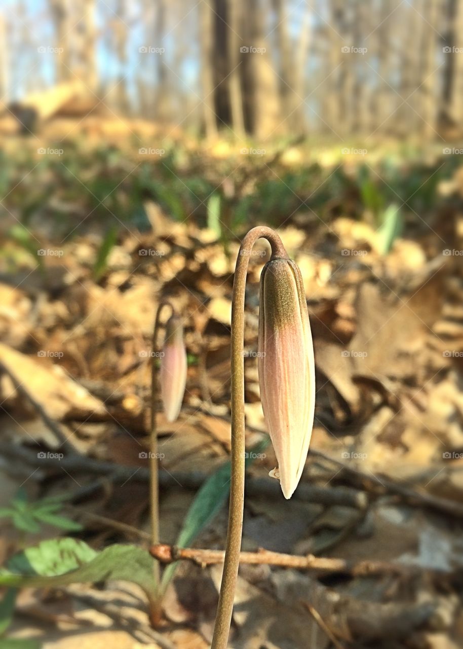 Trout Lily
