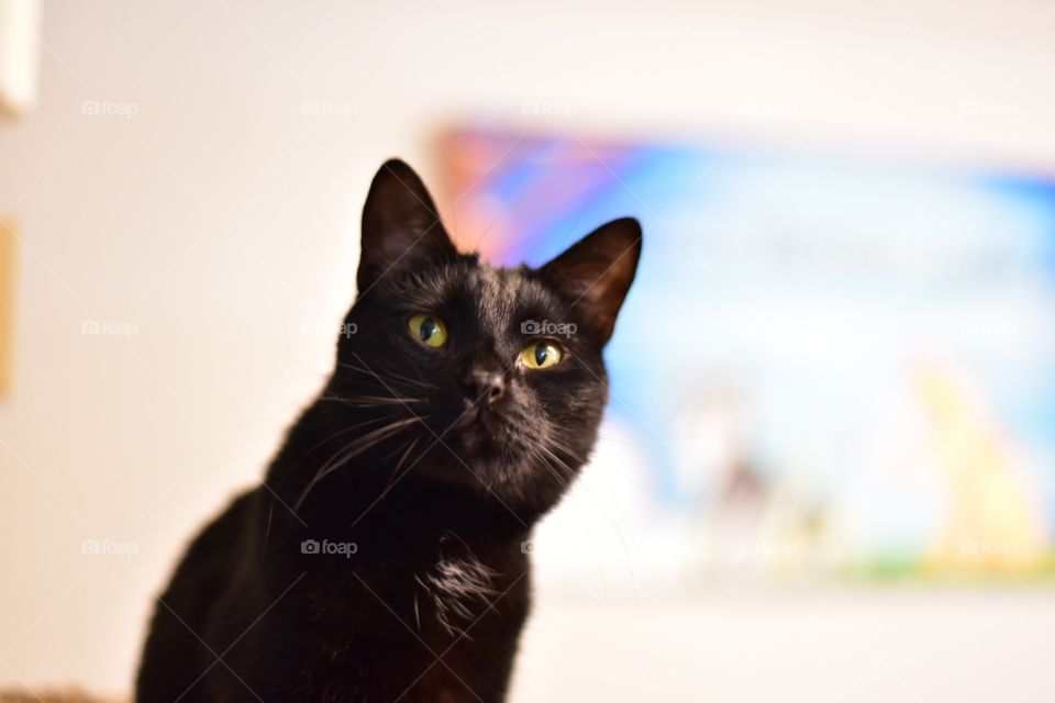 National pet day is April 11. Celebrate shelter cats. Black cats rule