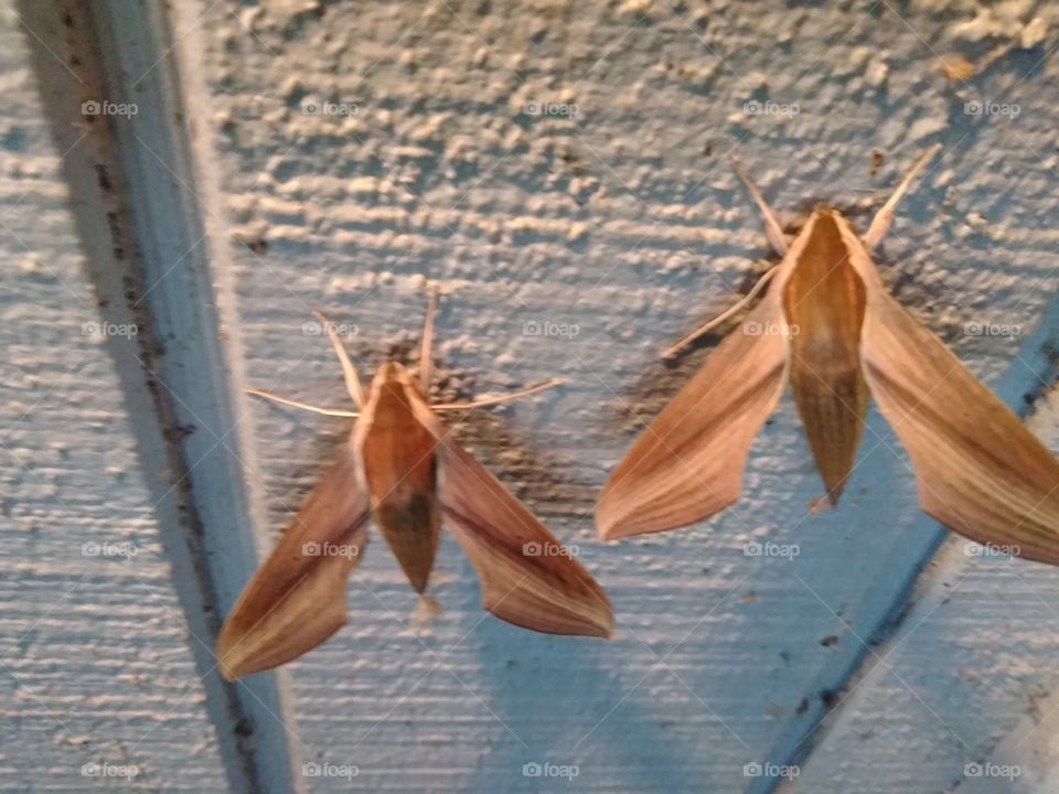 moths top view