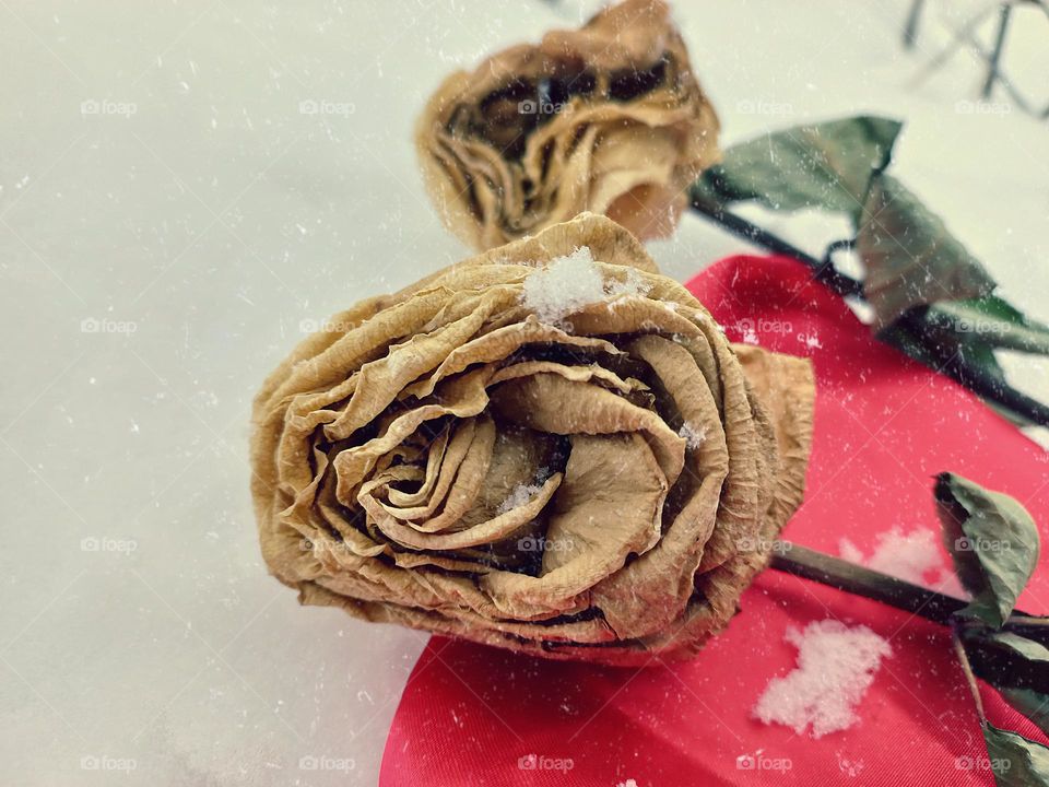 dried roses in the snow