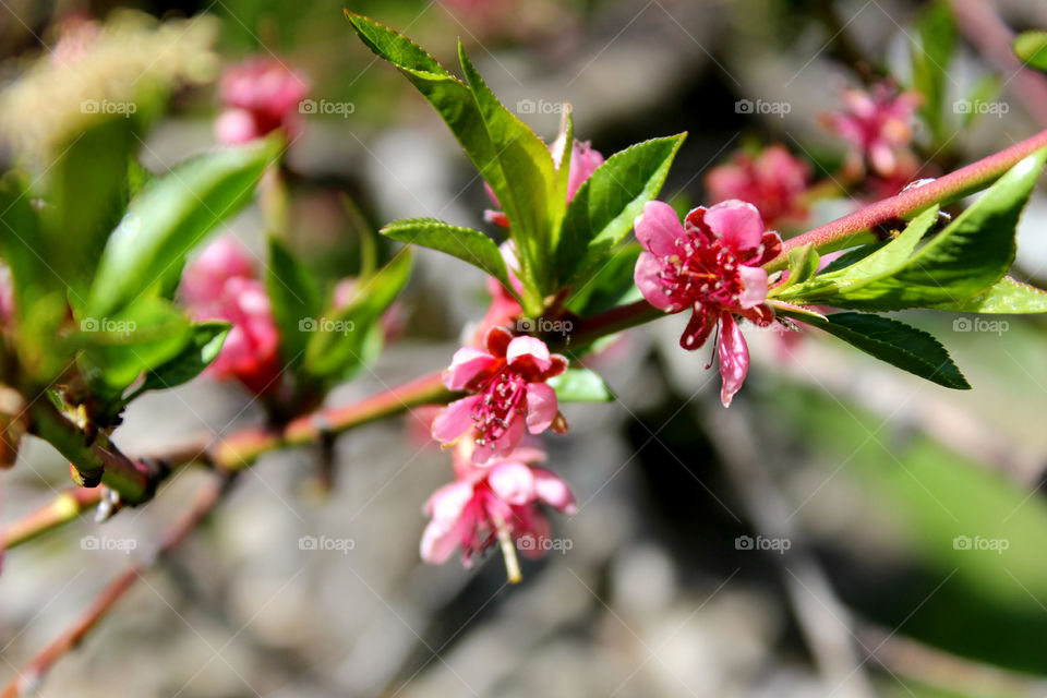 flower