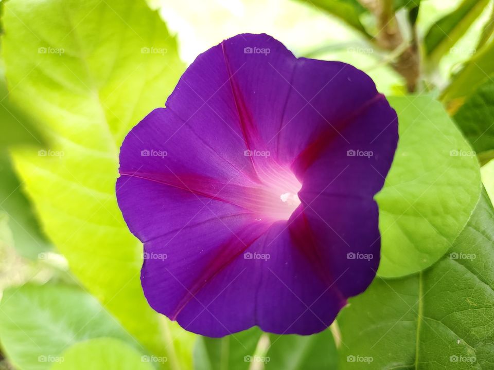 Closeup of a stunning purple morning glory.