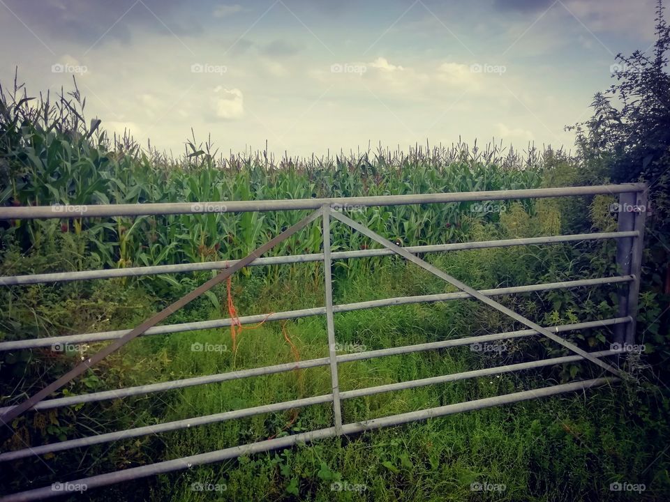 Gate and grain field