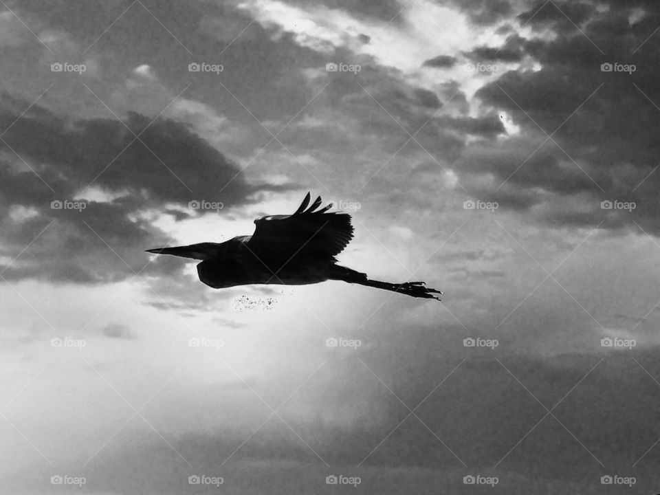 Heron in flight against grey sky 