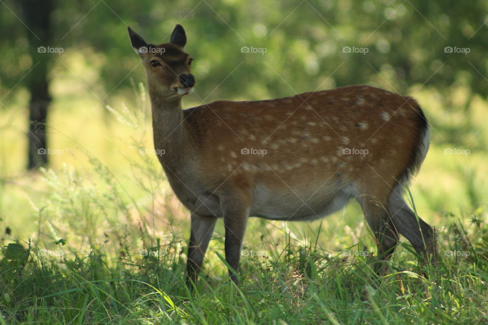 Sika deer