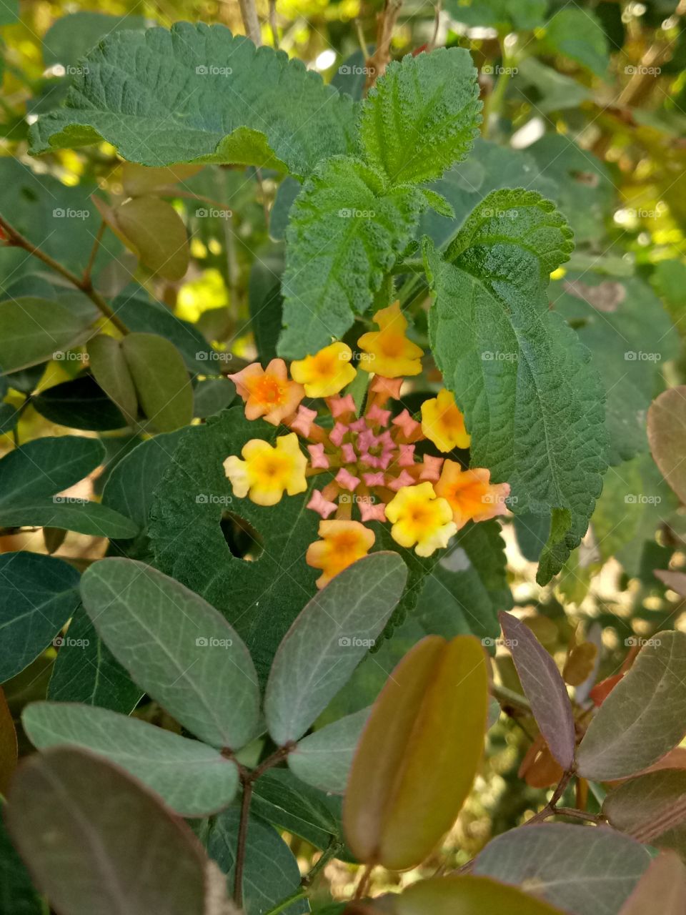 Indian Flower # Gurtule