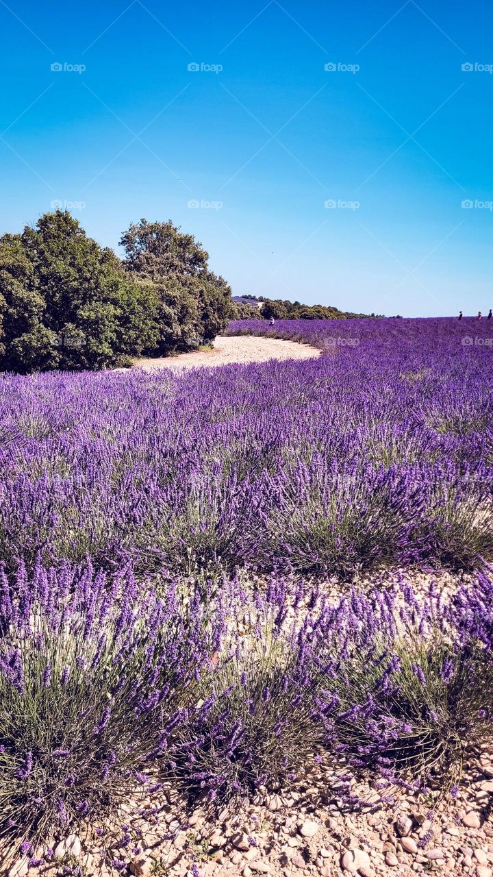 Hollydays in Countryside. Lavender fields in Provenance, France.