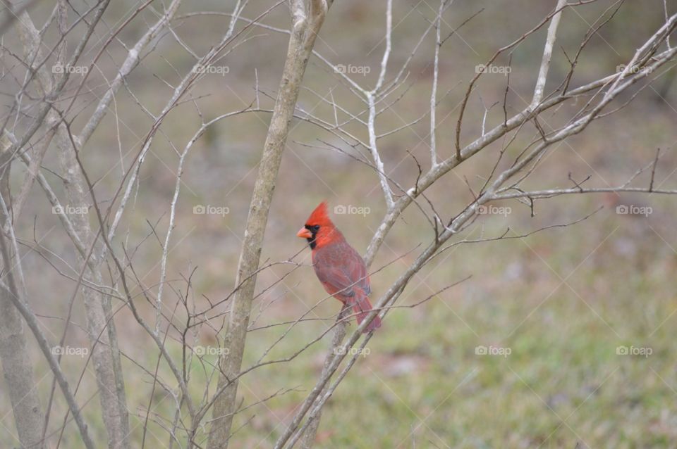 Cardinal in a tree 