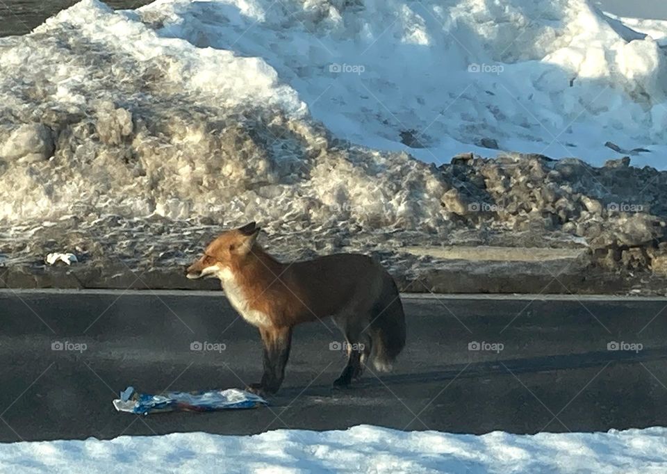 fox in Canadian winter