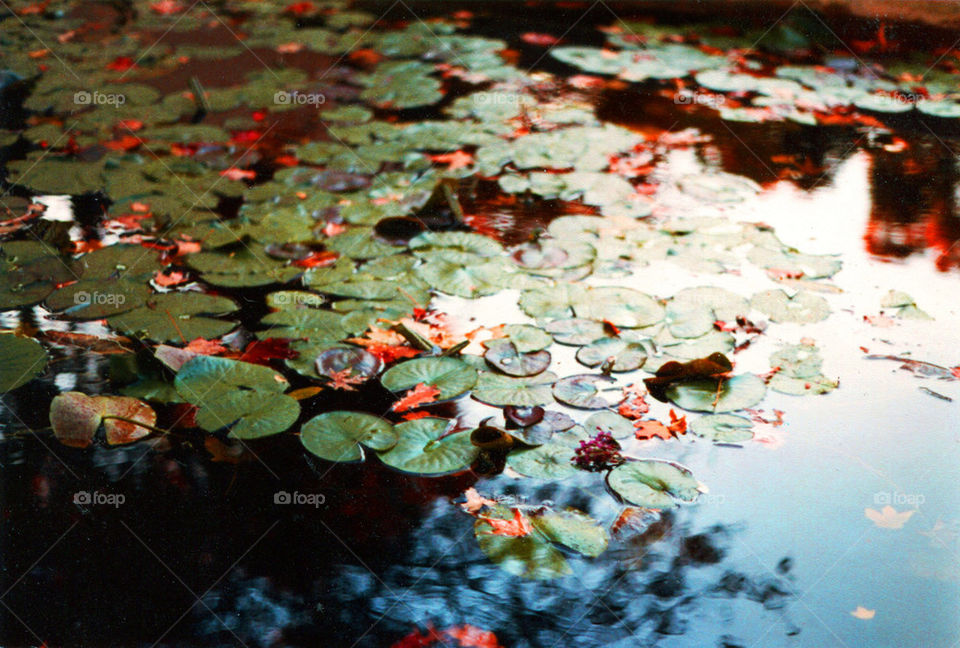 A Lilly Pond