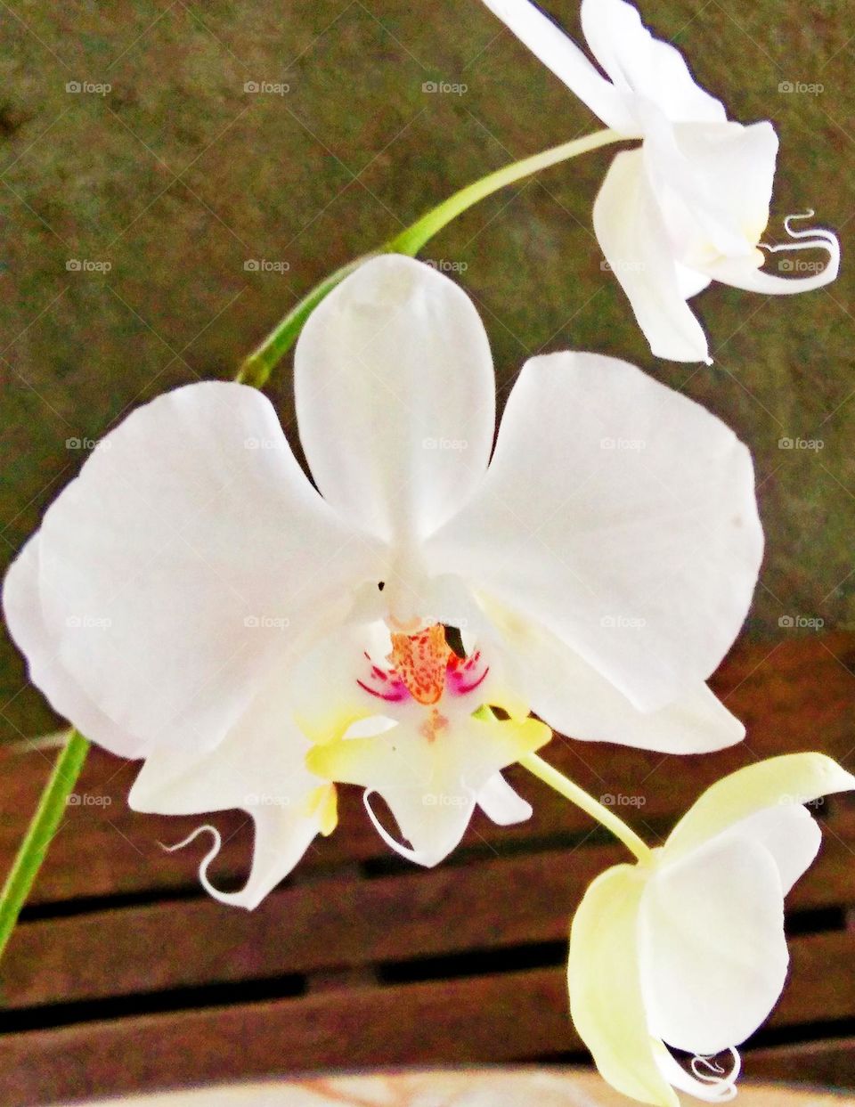 Beautiful white Butterfly Orchids elegantly blooming.