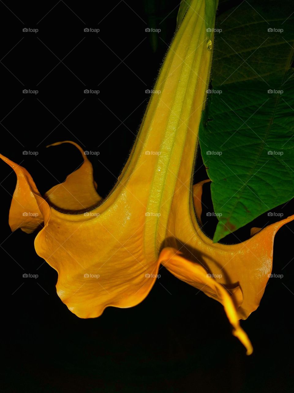 Brugmansia is a genus of seven species of flowering plants in the nightshade family Solanaceae. They are woody trees or shrubs, with pendulous flowers,