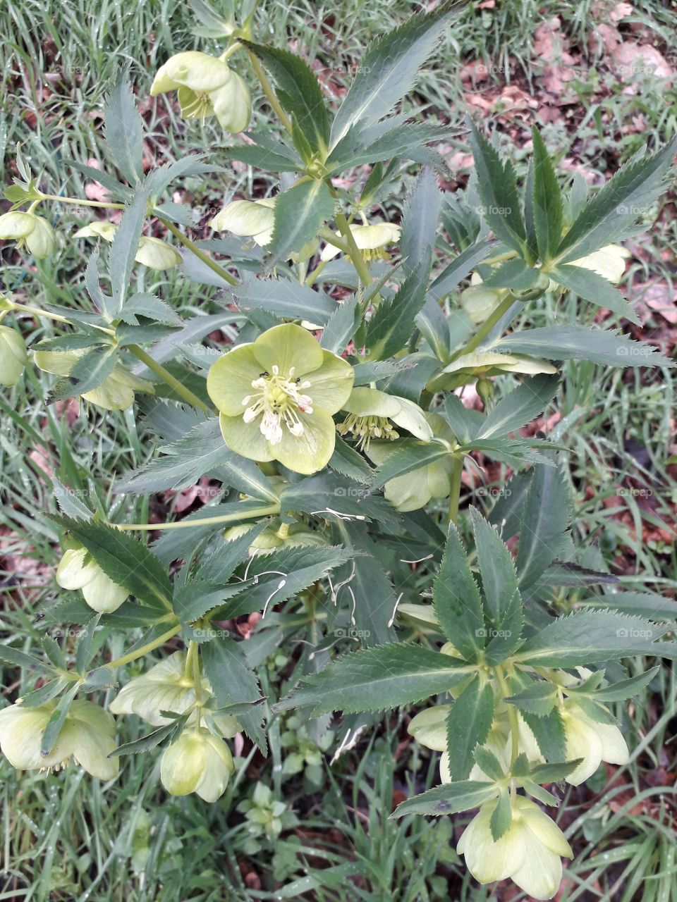 springtime in the wood