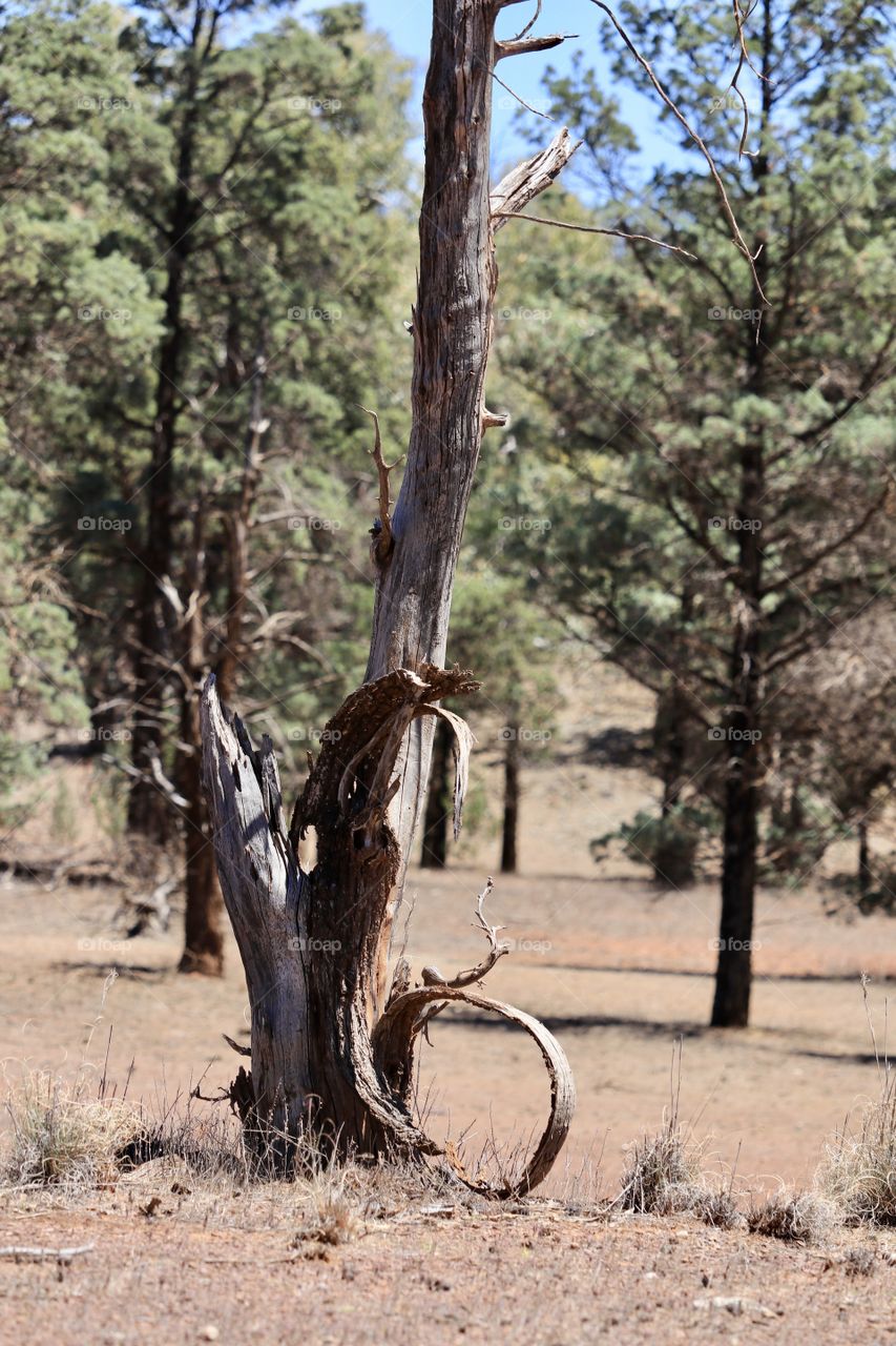 Organic texture and patterns in dead tree in south Australian outback 